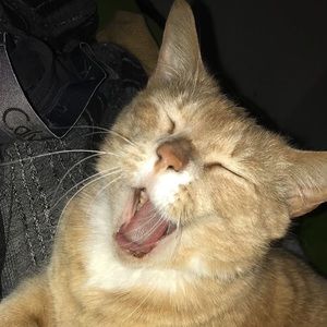 Meet your Posher, Pepper